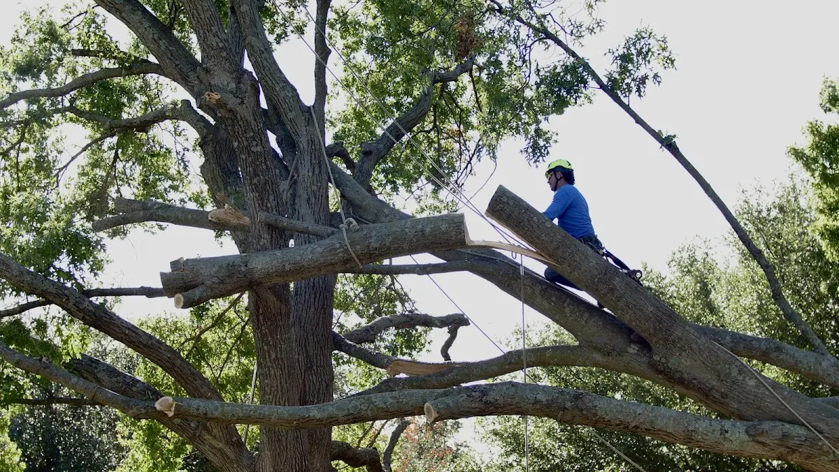 Professional Crown Thinning performed by certified arborists in Millstone